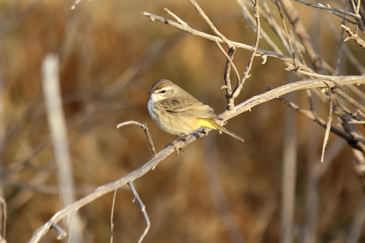 Palm Warbler (Western) - ML84942391