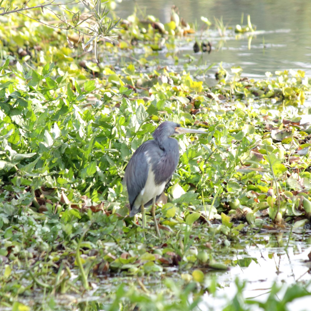 Tricolored Heron - ML84942591