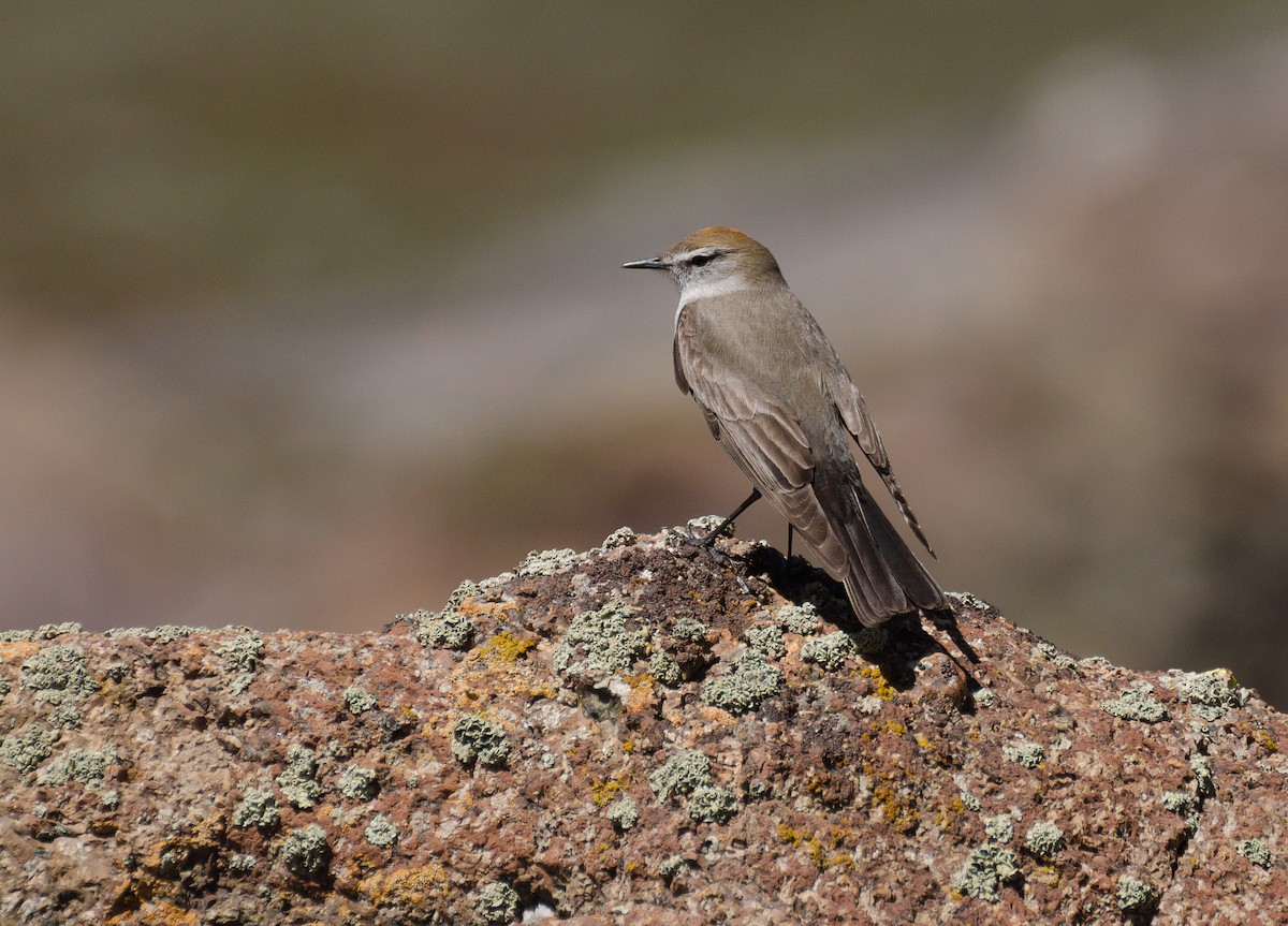 White-browed Ground-Tyrant - ML84942831