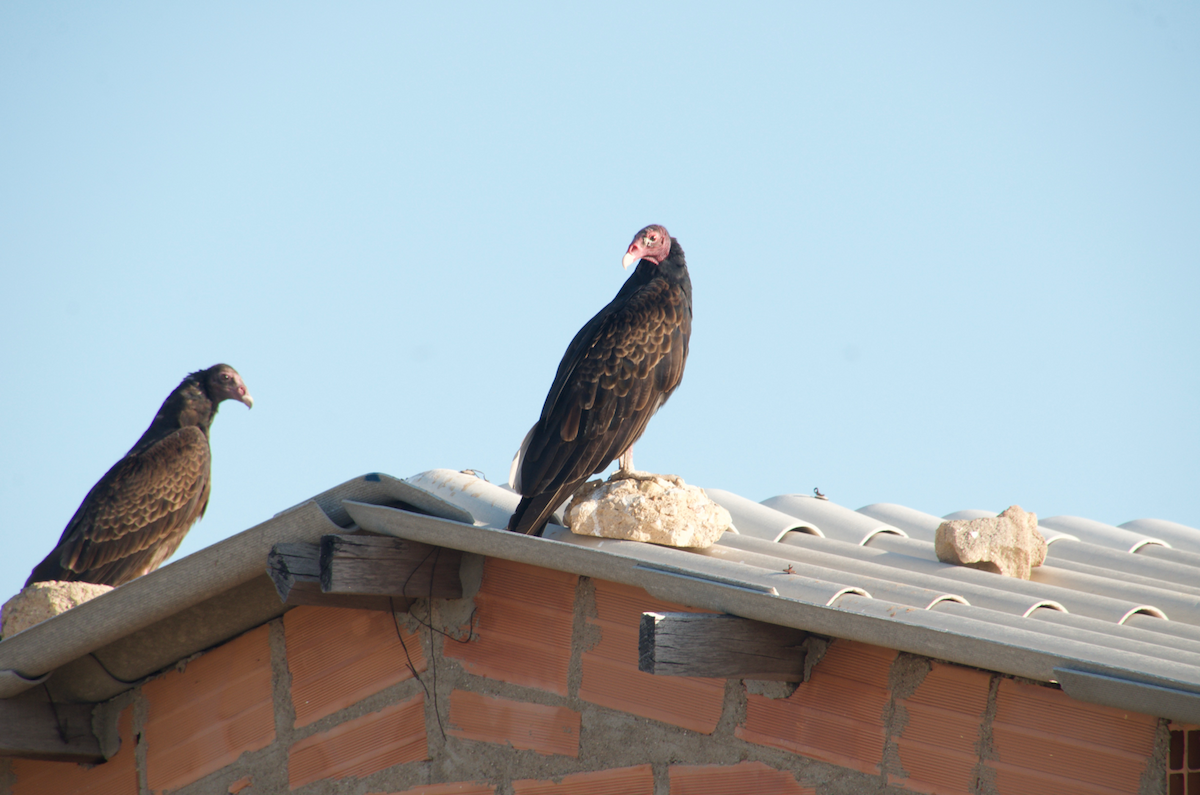 Turkey Vulture - ML84945611