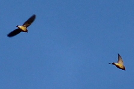 Cedar Waxwing - ML84946861