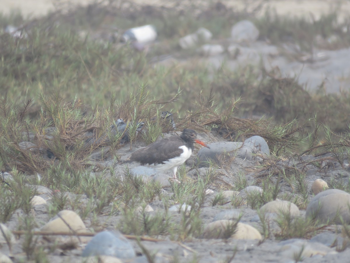 American Oystercatcher - ML84947031