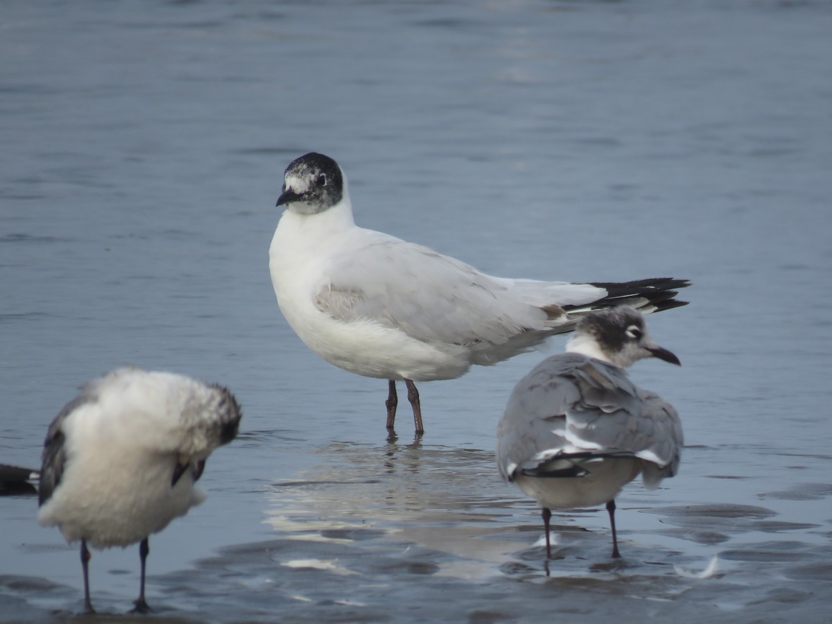 Andean Gull - ML84947181