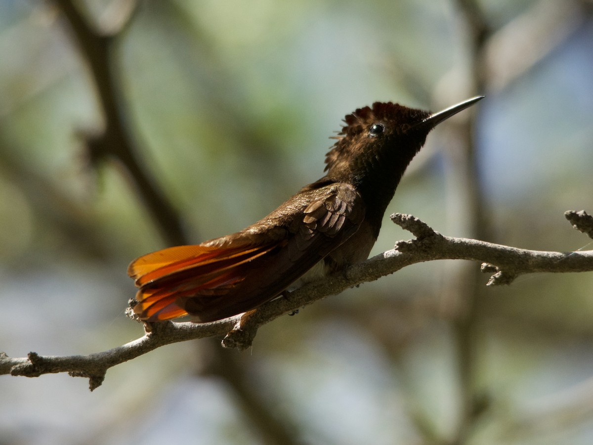 Ruby-topaz Hummingbird - Michael Tromp