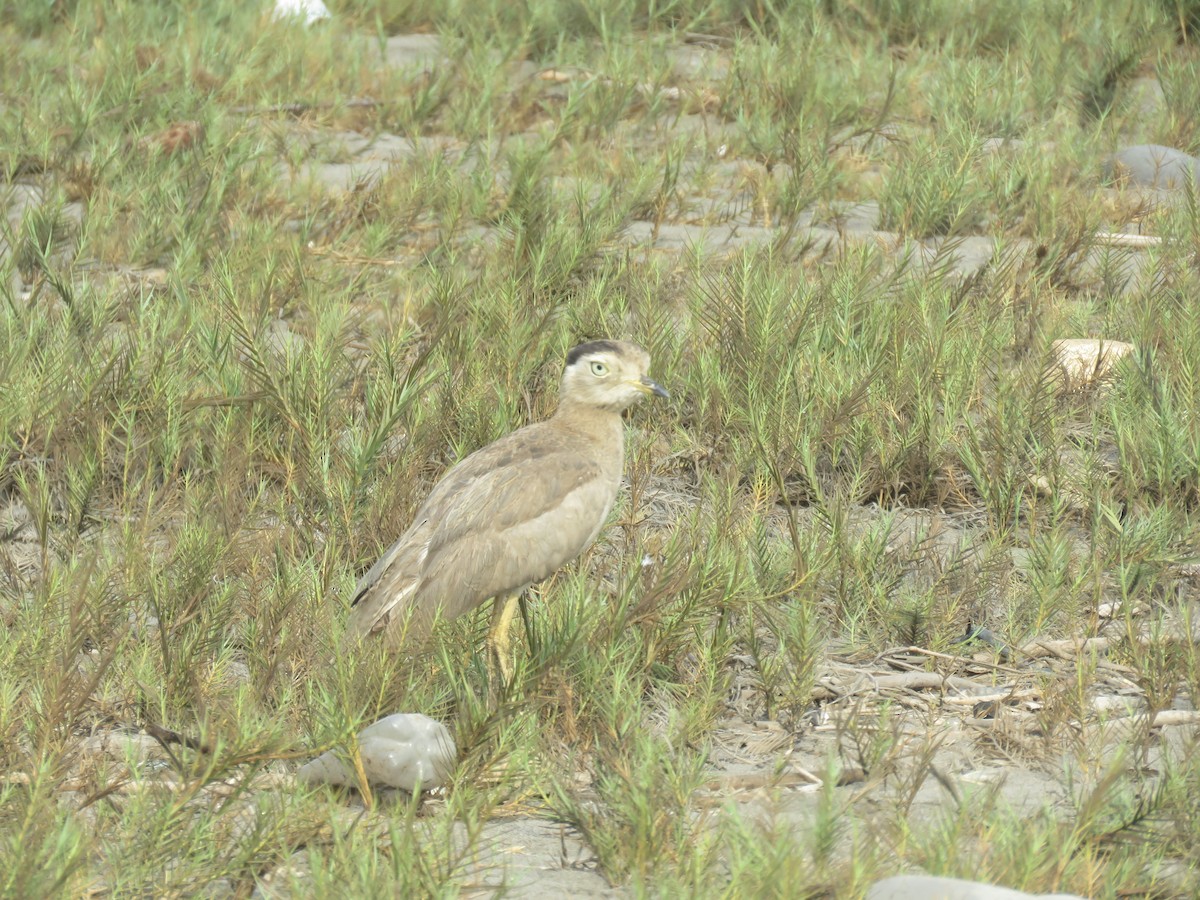 Peruvian Thick-knee - ML84947641