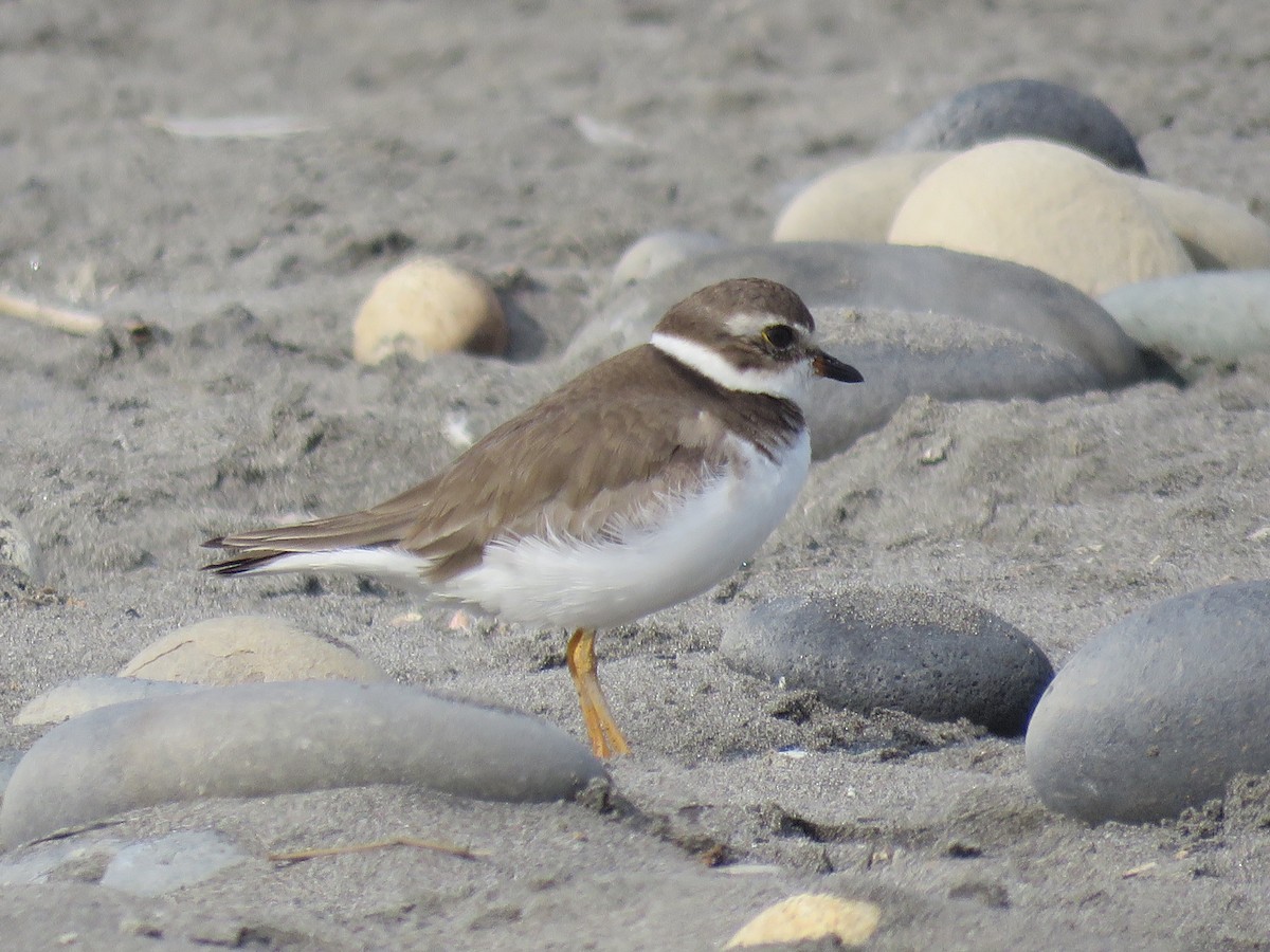 Semipalmated Plover - ML84948051