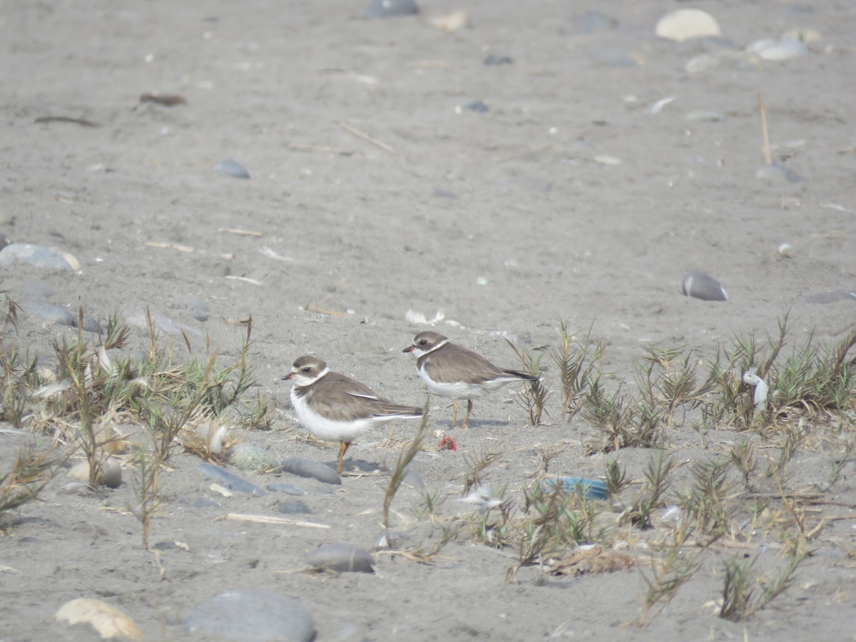 Semipalmated Plover - ML84948061