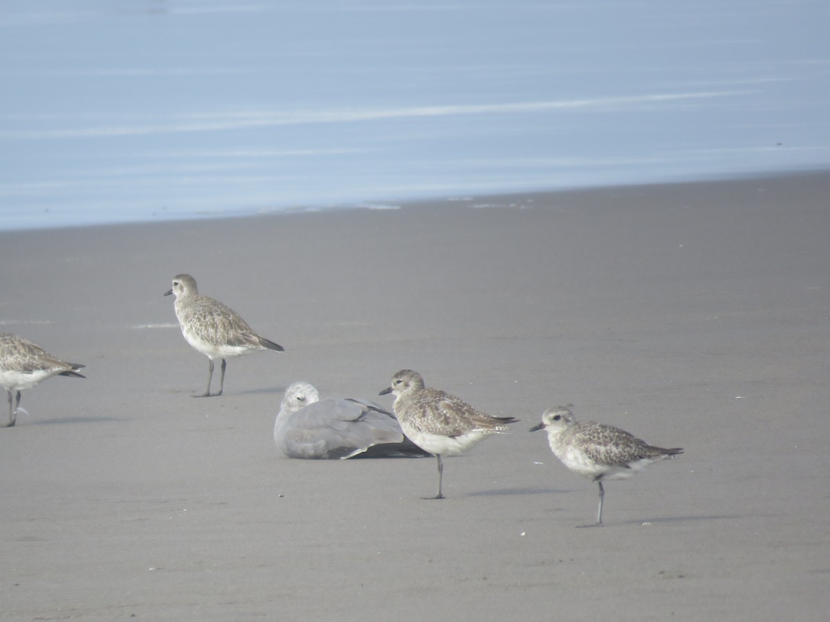 Black-bellied Plover - ML84948131