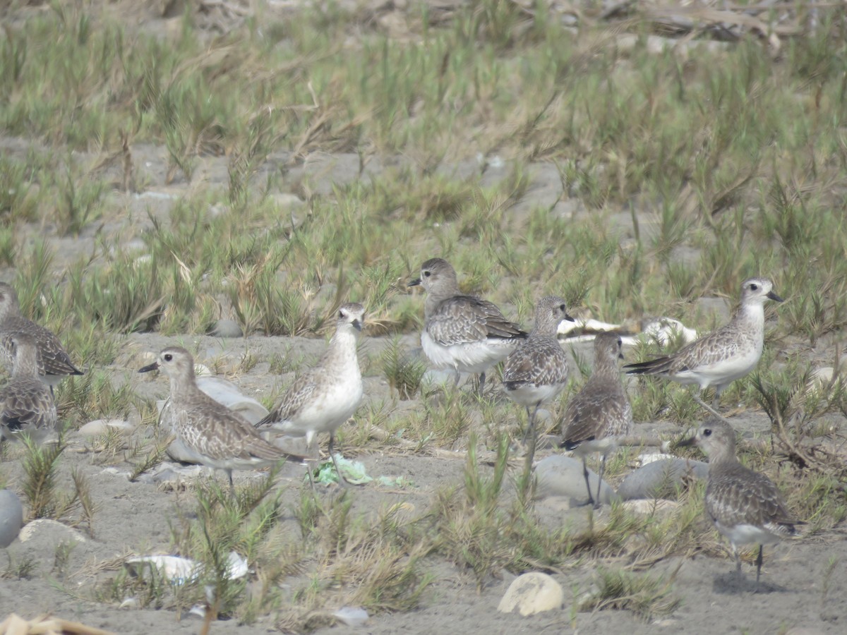 Black-bellied Plover - ML84948151