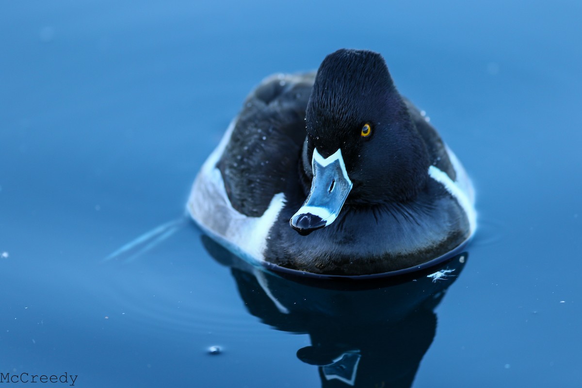 Ring-necked Duck - ML84950171