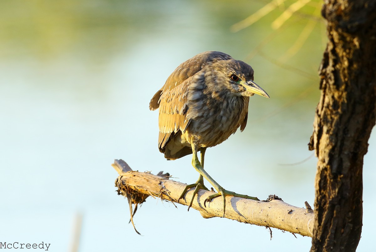 Black-crowned Night Heron - ML84950241