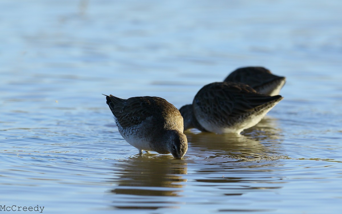 Long-billed Dowitcher - ML84950371