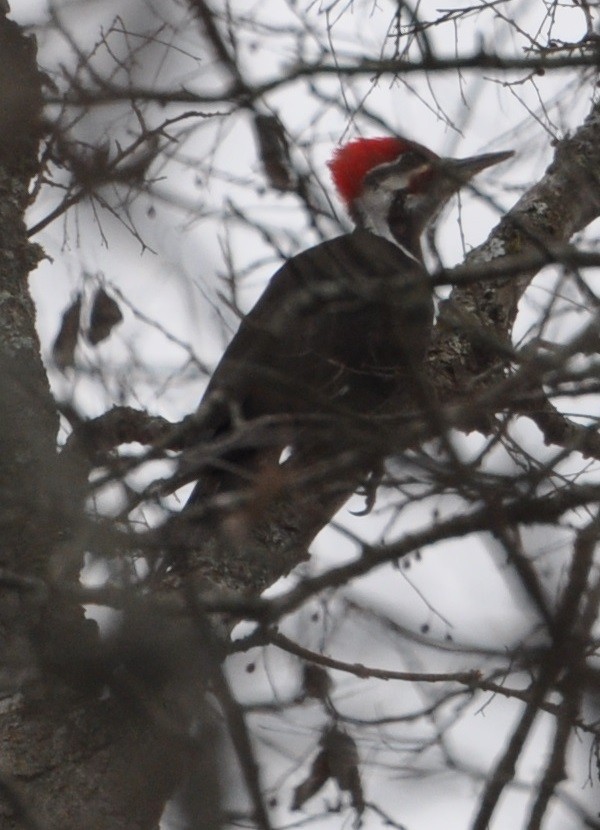 Pileated Woodpecker - M.K. McManus-Muldrow