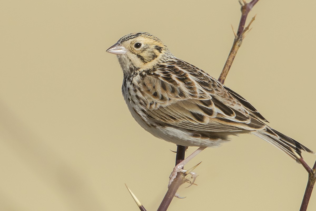 Baird's Sparrow - ML84952031