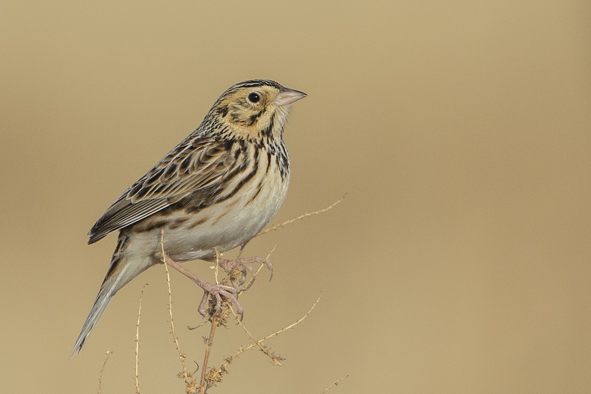 Baird's Sparrow - ML84952041