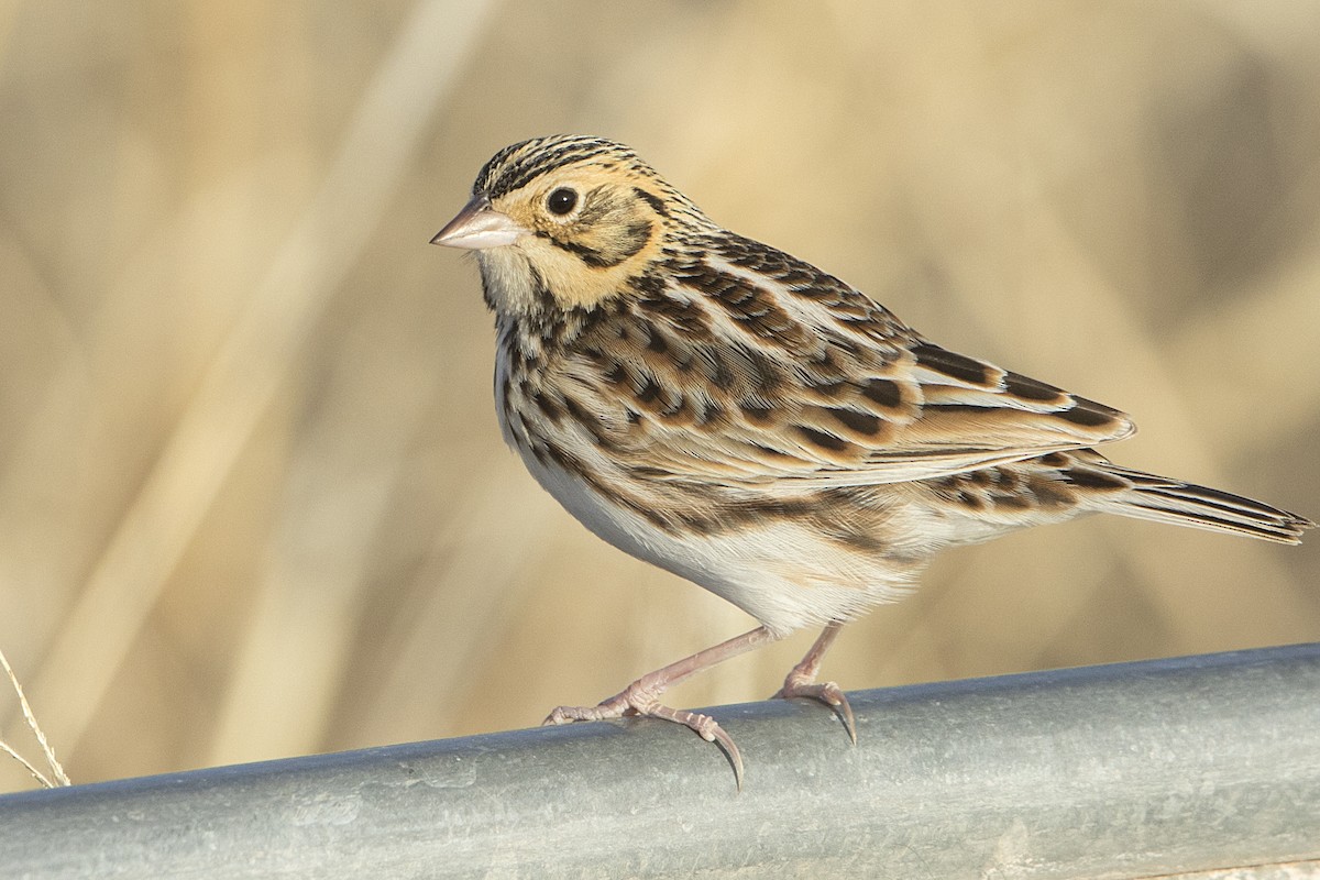 Baird's Sparrow - ML84952051