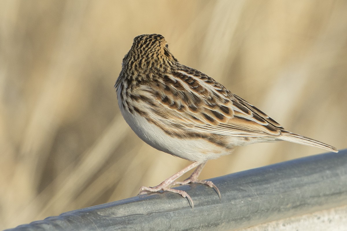 Baird's Sparrow - ML84952061