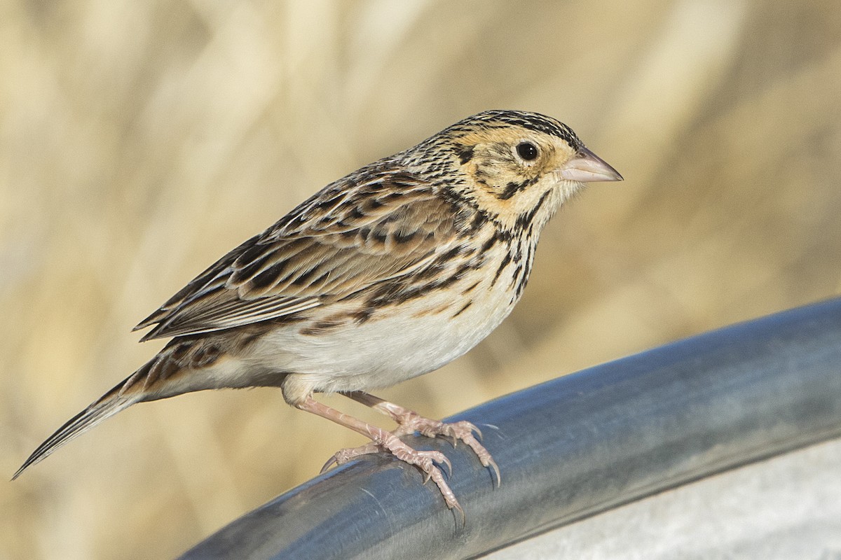 Baird's Sparrow - ML84952071