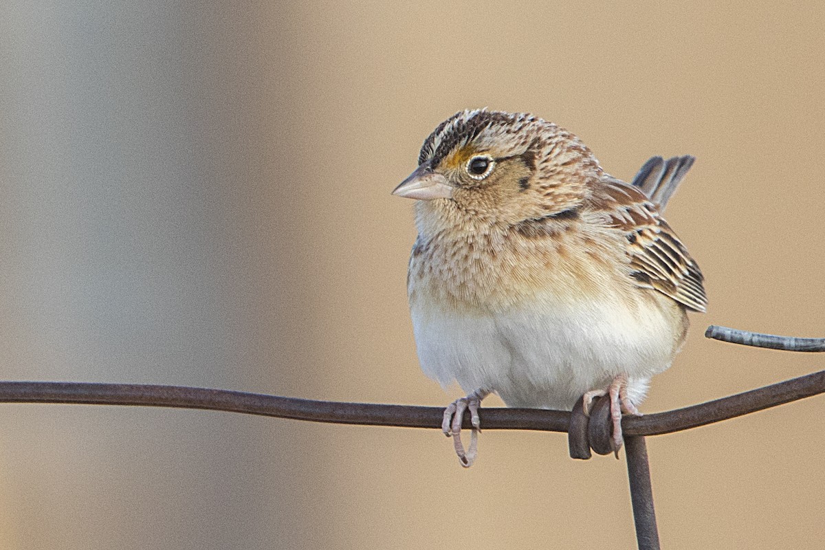 Grasshopper Sparrow - Bradley Hacker 🦜