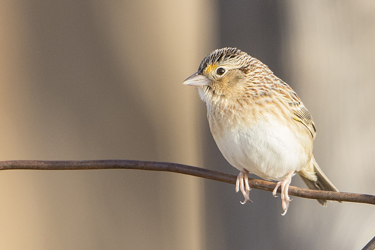 Grasshopper Sparrow - Bradley Hacker 🦜