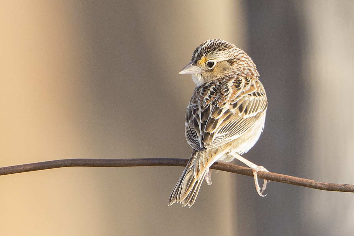 Grasshopper Sparrow - ML84952201