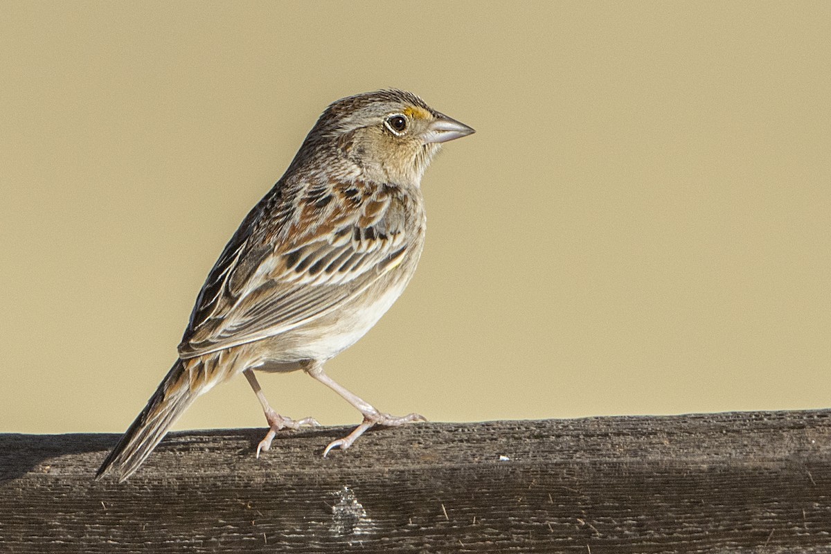Grasshopper Sparrow - ML84952211
