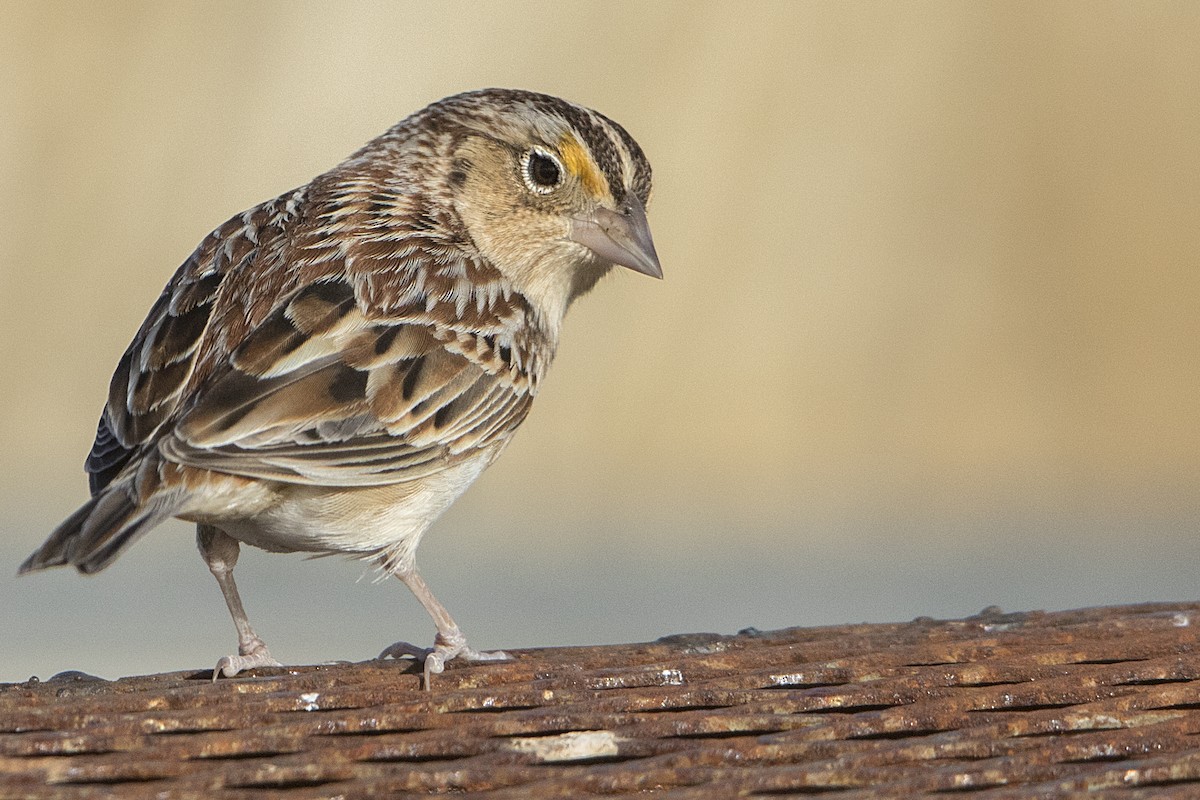 Grasshopper Sparrow - ML84952241