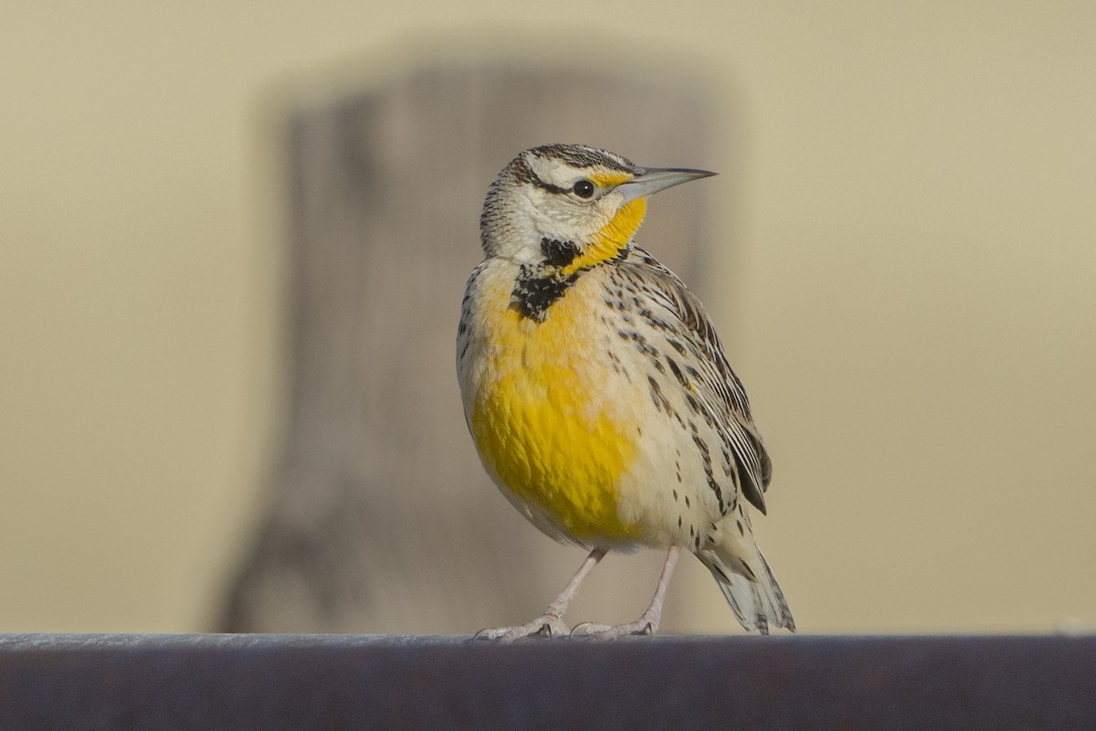 Chihuahuan Meadowlark - ML84952691