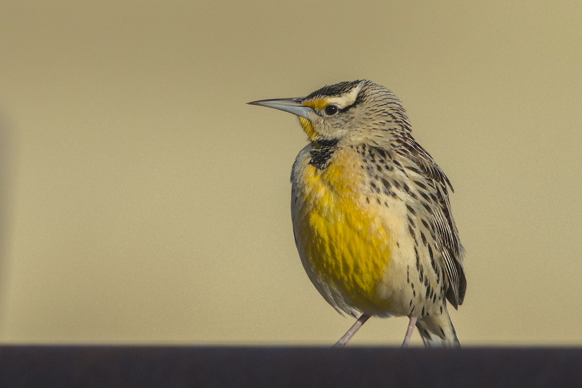 Chihuahuan Meadowlark - ML84952701