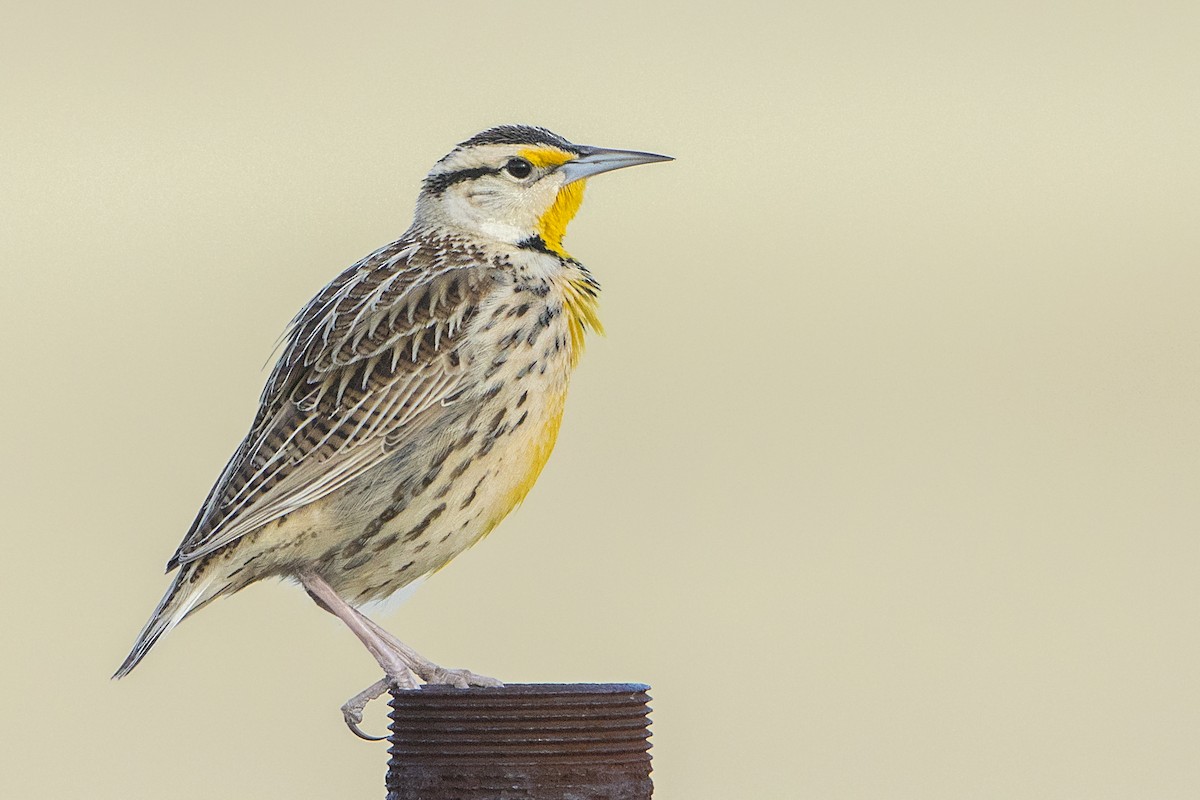 Chihuahuan Meadowlark - Bradley Hacker 🦜