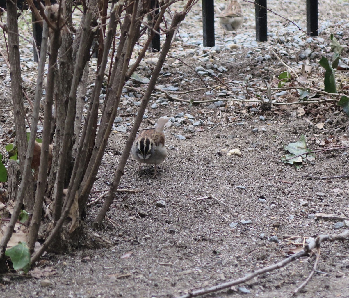 White-throated Sparrow - ML84952861