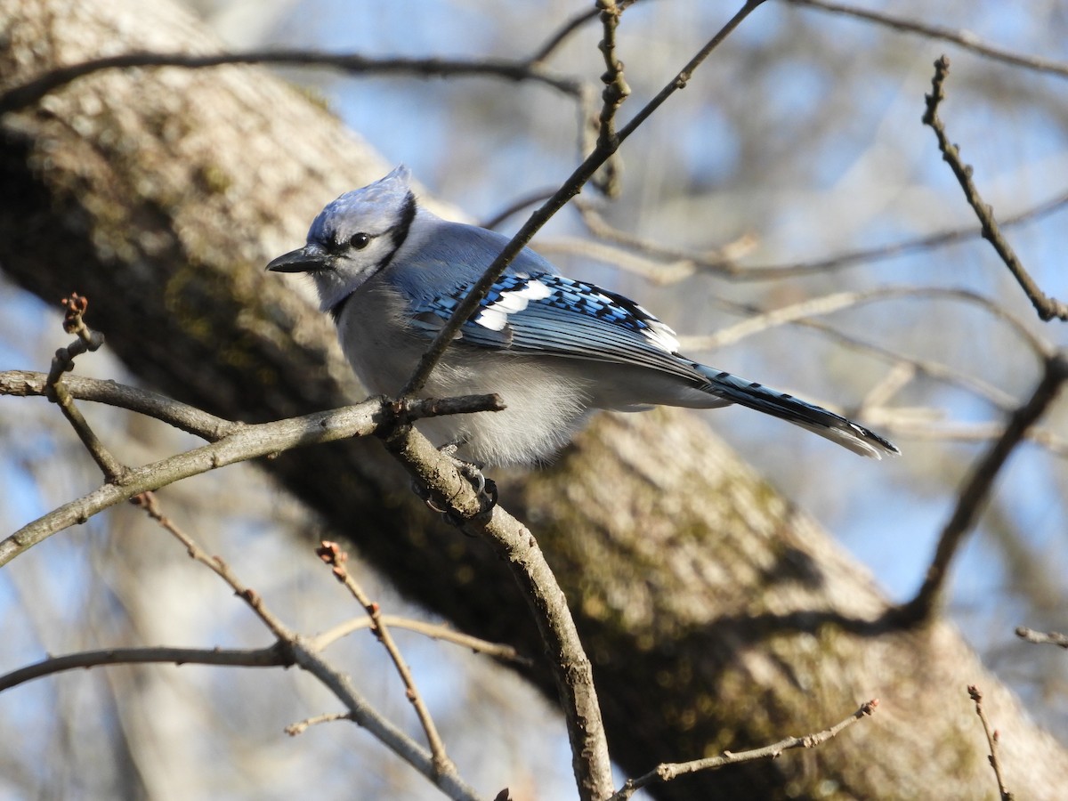 Geai bleu - ML84955981