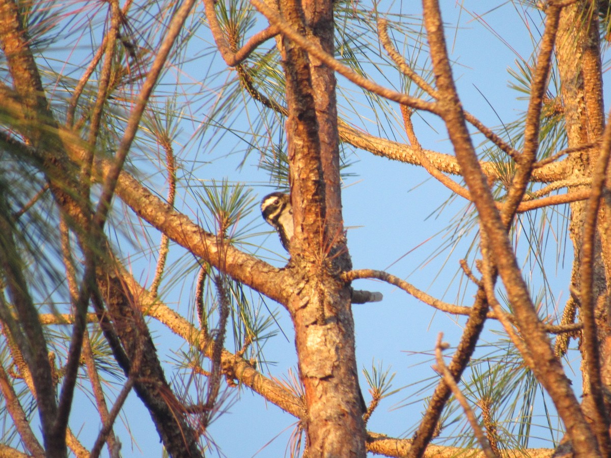 Hairy Woodpecker - ML84959021