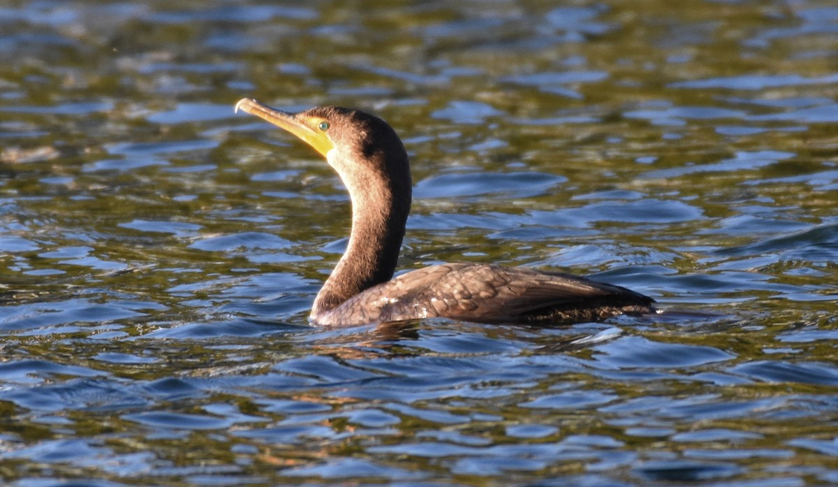 Double-crested Cormorant - ML84959101