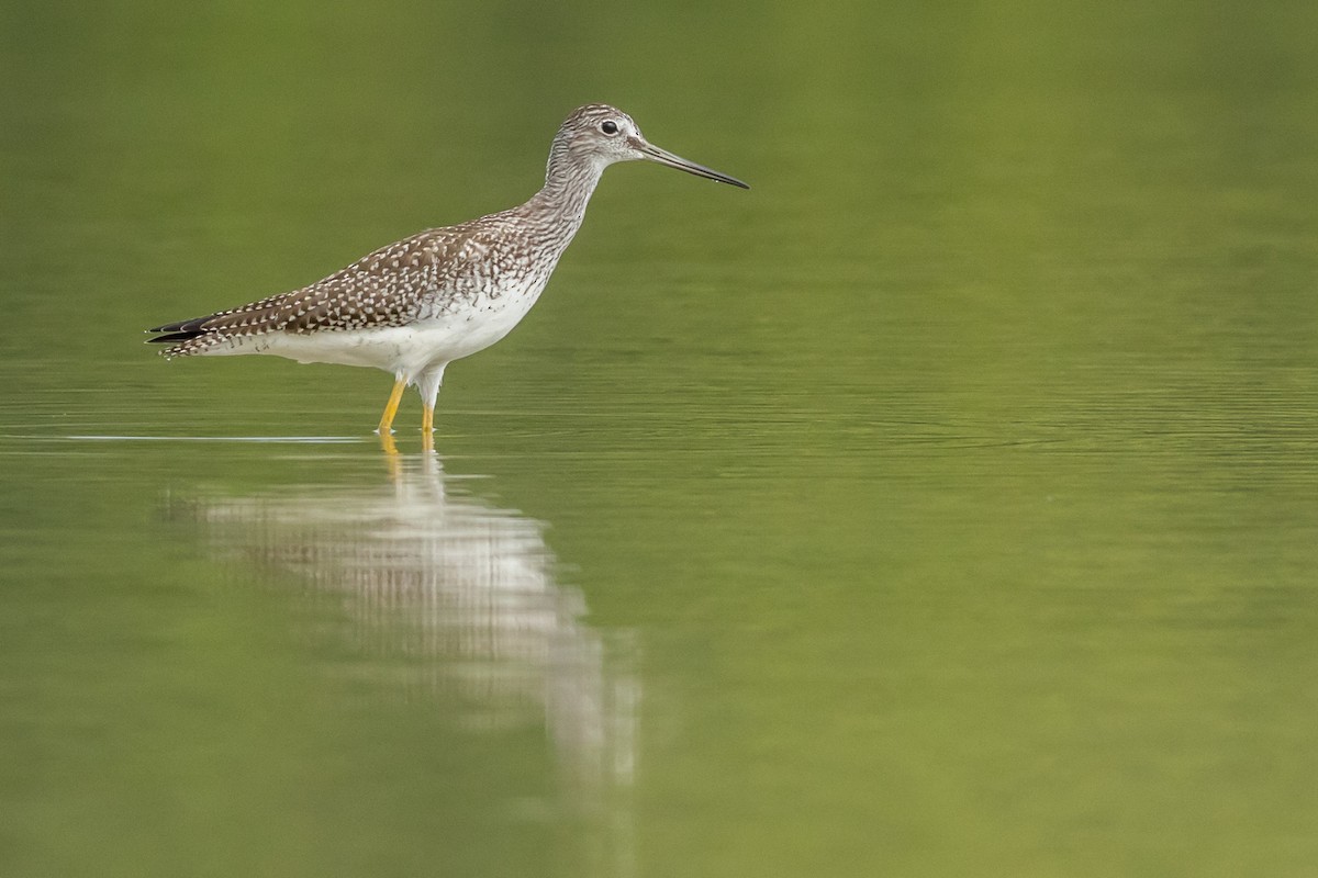 Greater Yellowlegs - Kyle Blaney