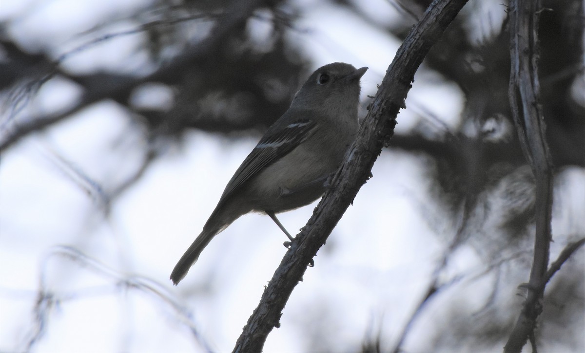 Hutton's Vireo - ML84960041