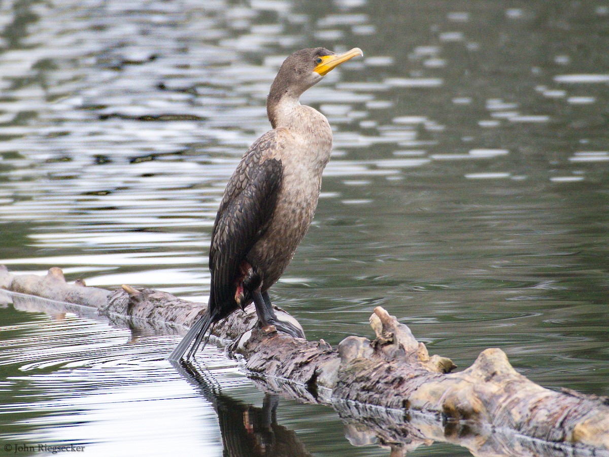 Double-crested Cormorant - John Riegsecker