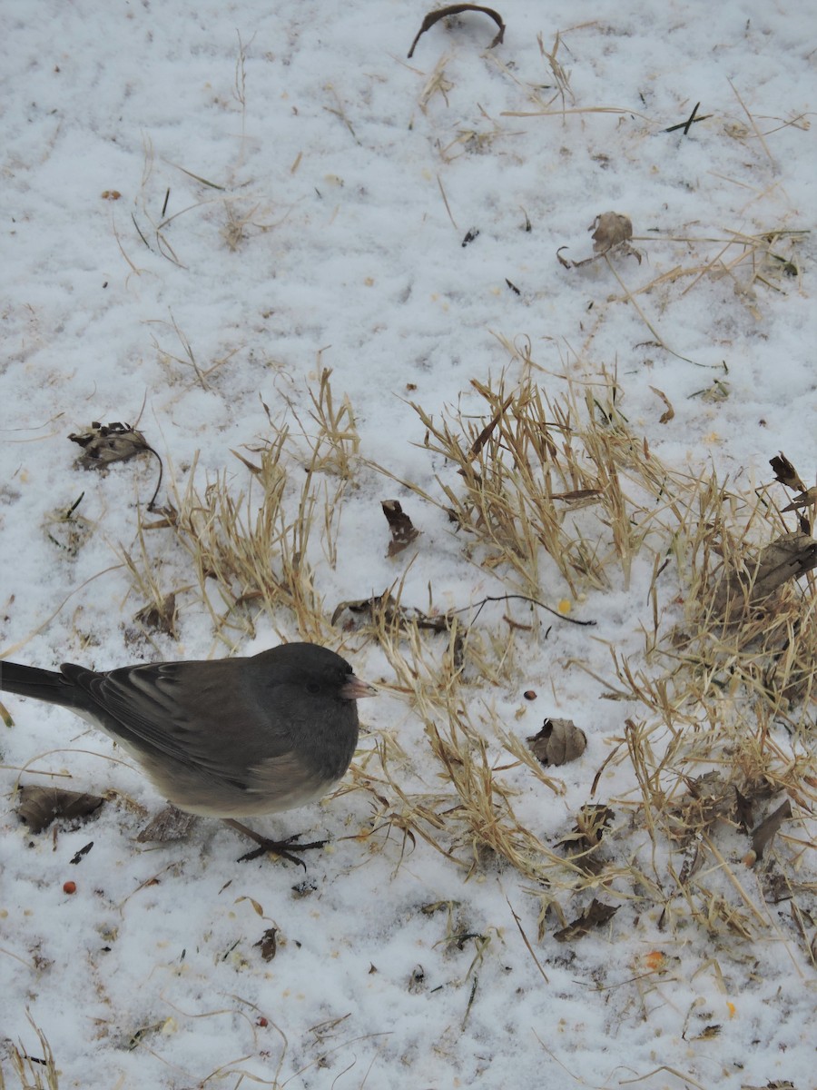 Dark-eyed Junco (Oregon) - ML84962171