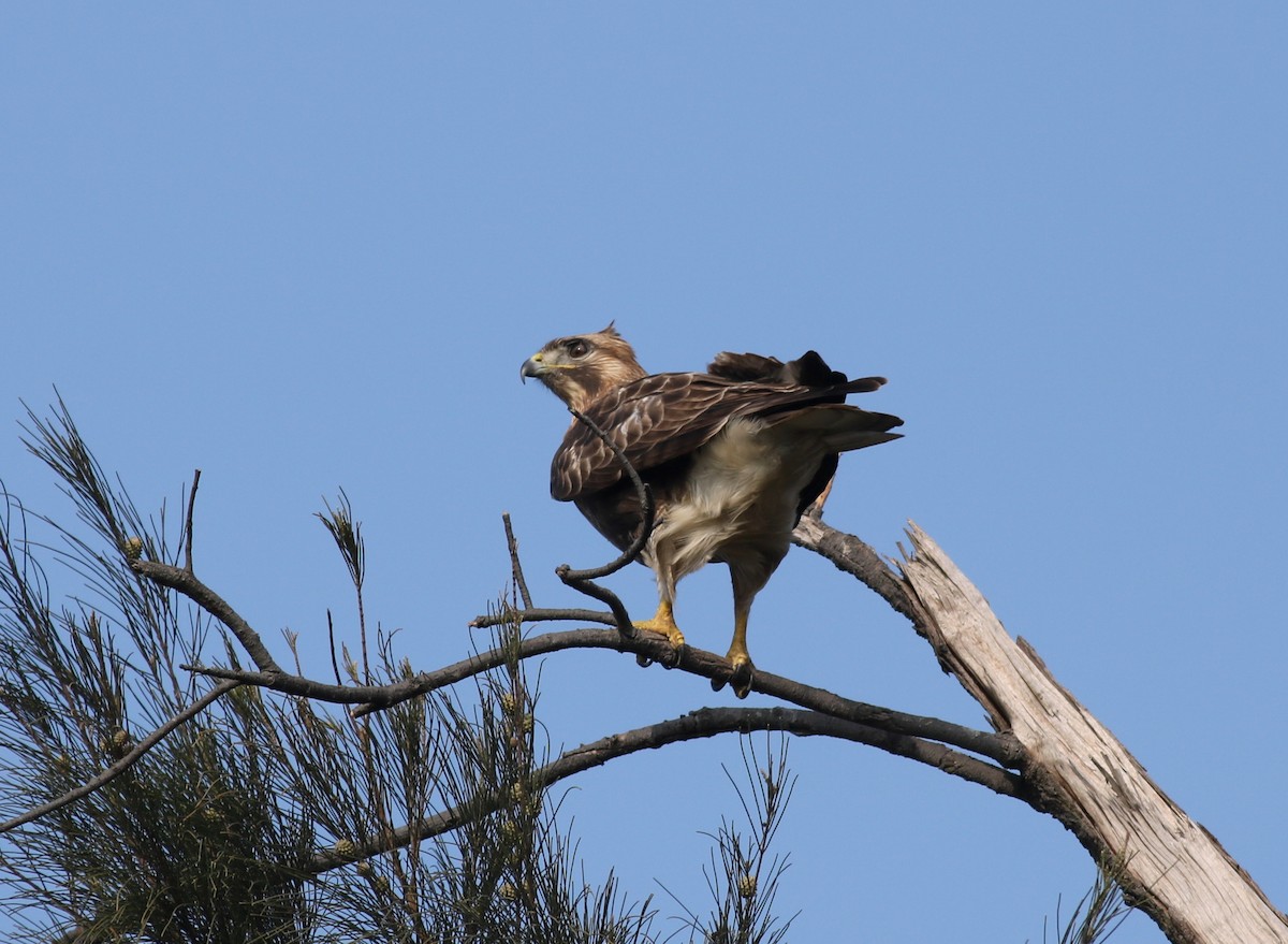 Eastern Buzzard - ML84962851