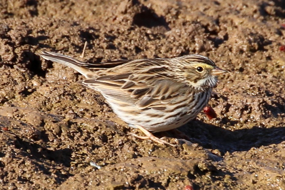 Savannah Sparrow (Savannah) - ML84964431