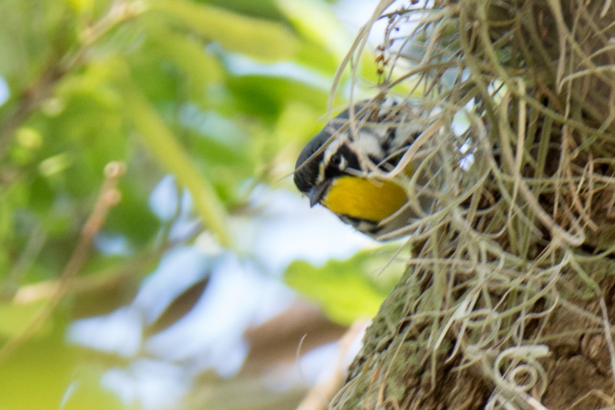 Paruline à gorge jaune - ML84968511