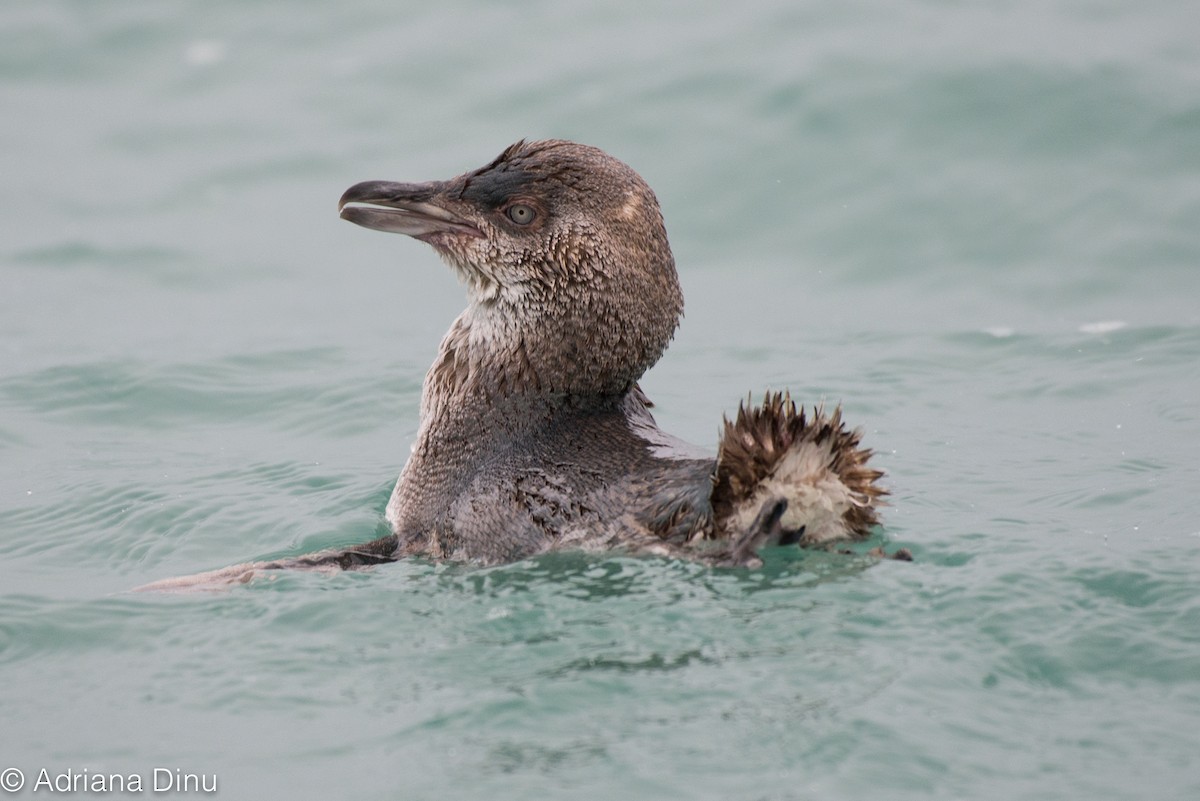 Little Penguin - ML84968811