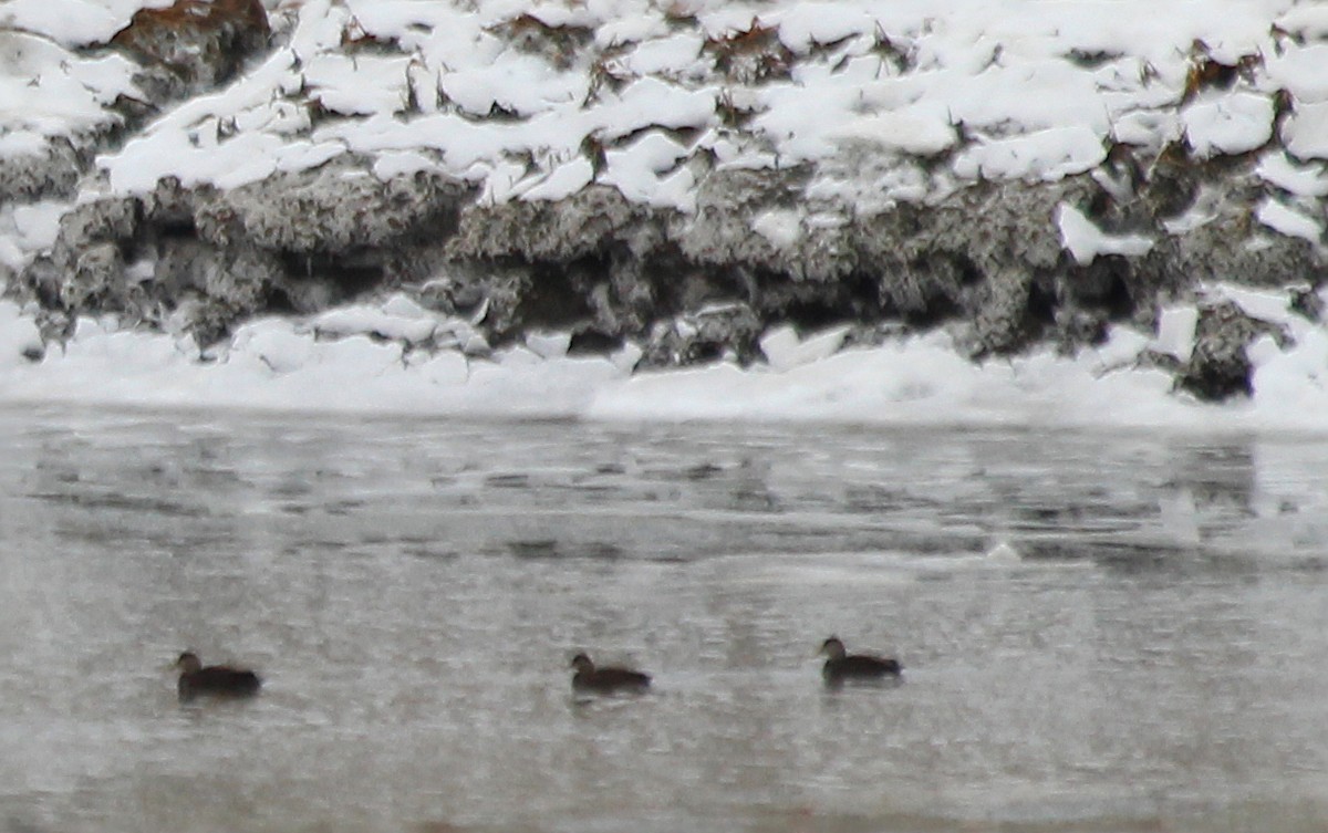 American Black Duck - ML84970101