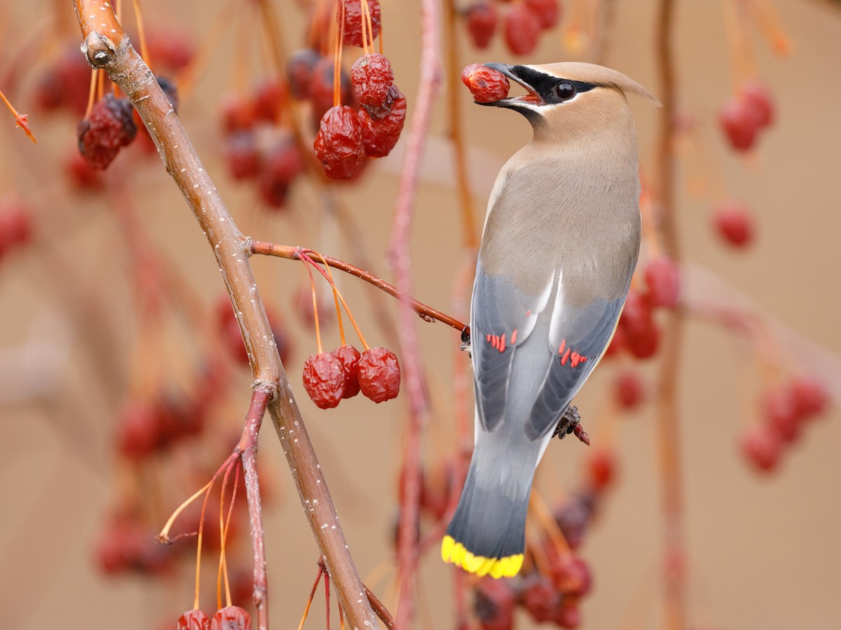 Cedar Waxwing - ML84970391