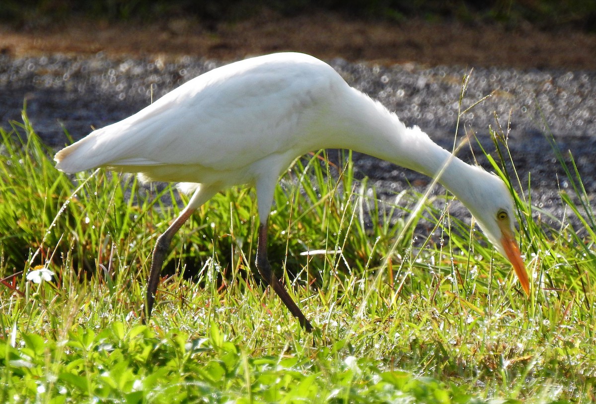 Western Cattle Egret - ML84973091