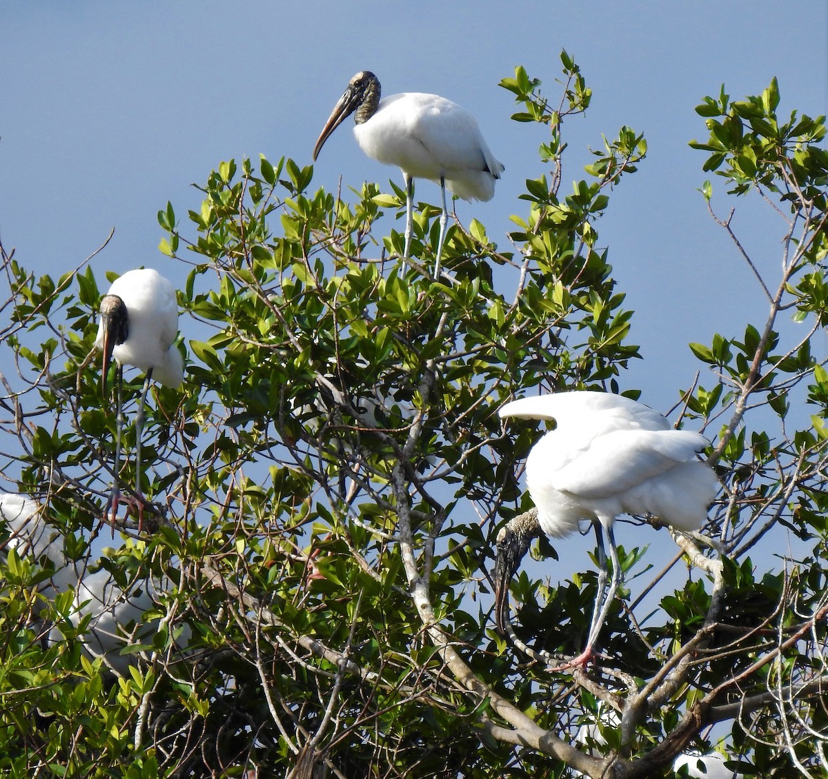 Wood Stork - ML84973181