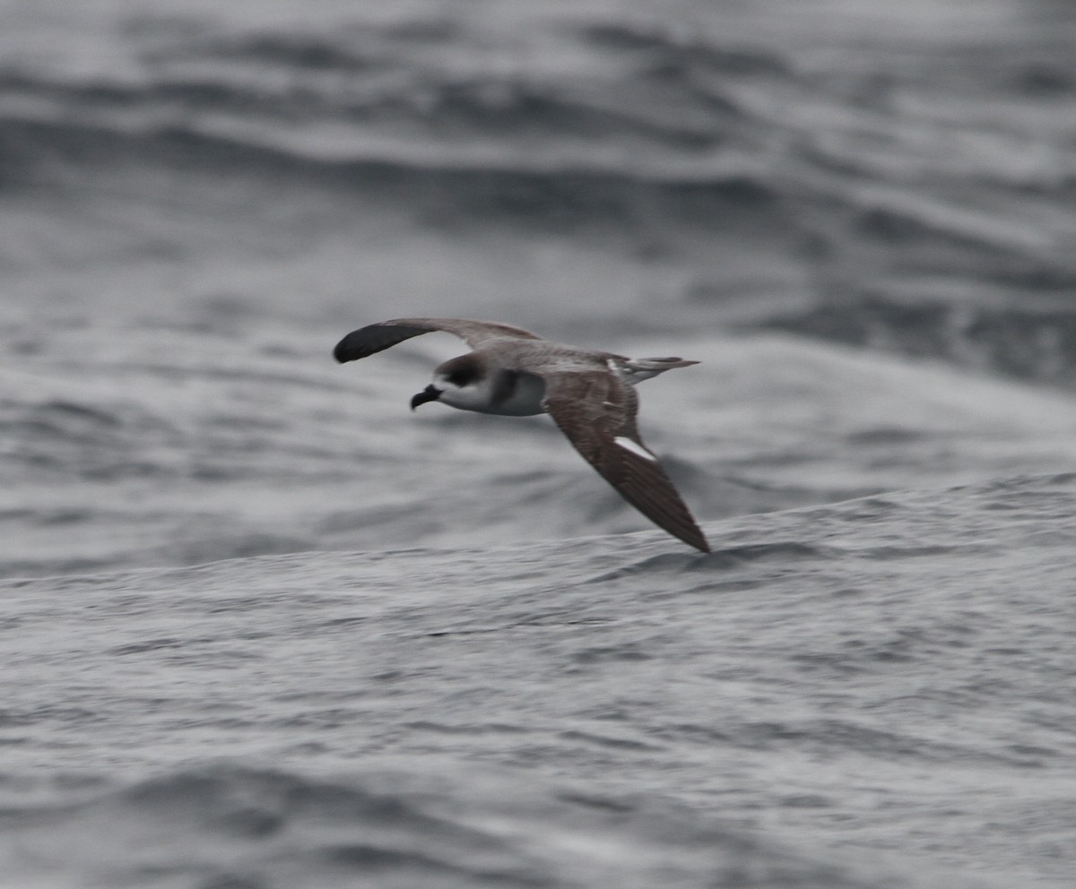 Petrel de las Juan Fernández - ML84980721