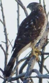 Cooper's Hawk - ML84981041