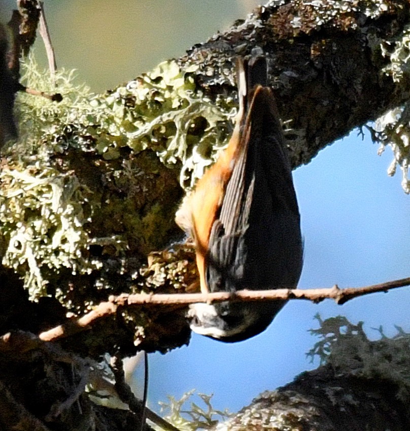 Red-breasted Nuthatch - ML84981241