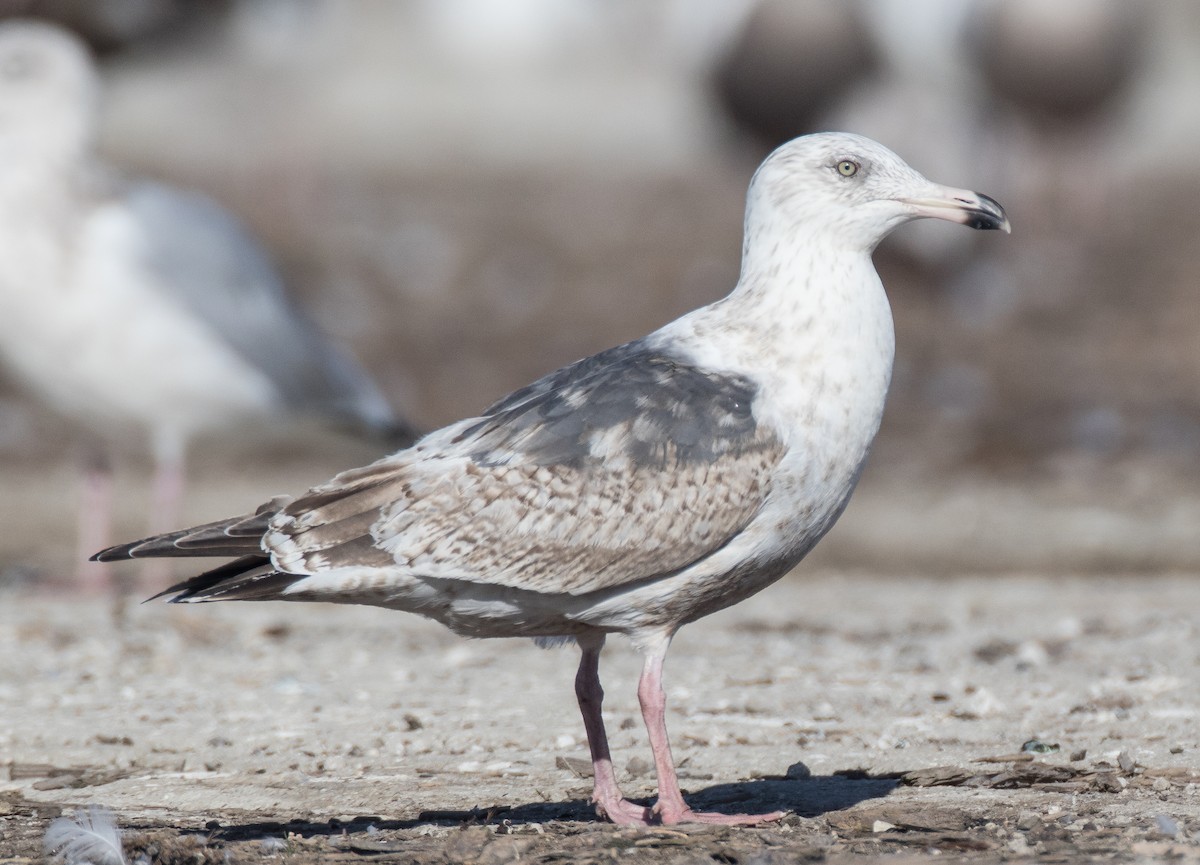 Slaty-backed Gull - Blake Matheson